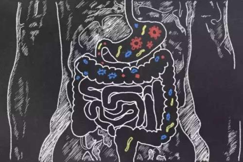 新的治疗食物可以促进肠道微生物的健康发展