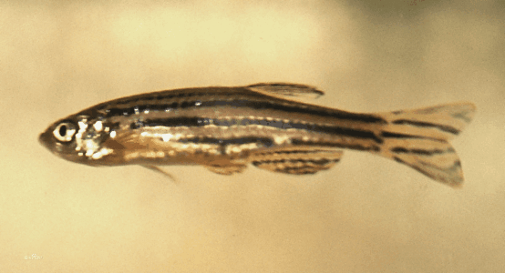 斑马鱼幼虫有助于寻找食欲调节剂