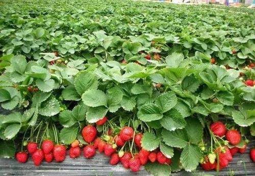 最好的草莓应该种植在哪里