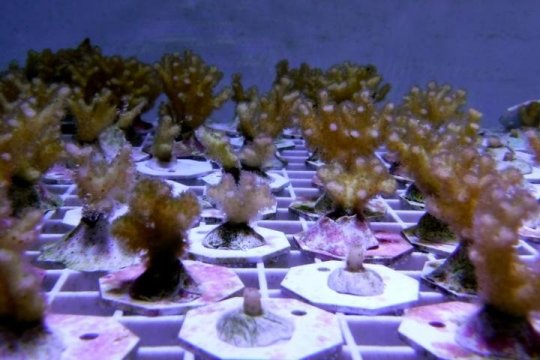 常见的珊瑚物种可能已经进化出独特的免疫策略来应对环境变化