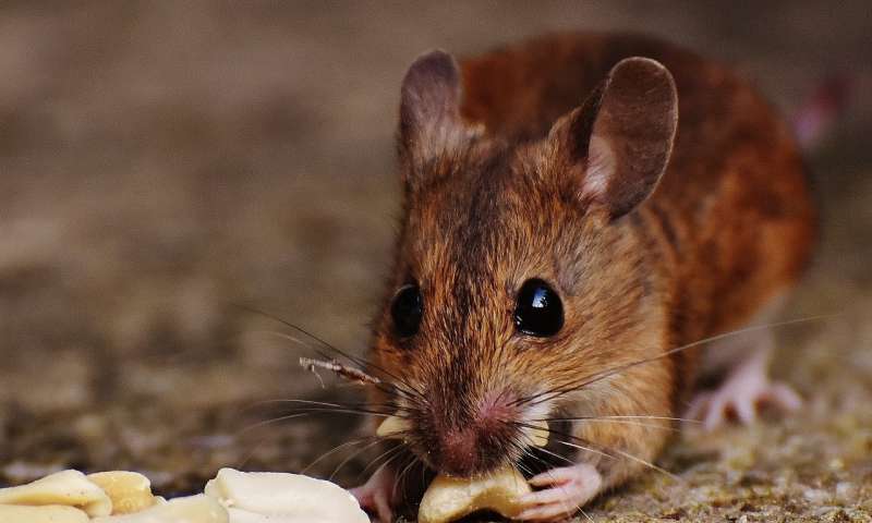 低脂饮食可以提高小鼠的癌症存活率