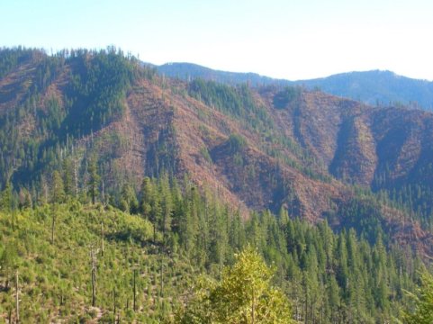 北部野火之后进行打捞伐木 道格拉斯冷杉不需要进行打捞和重新种植