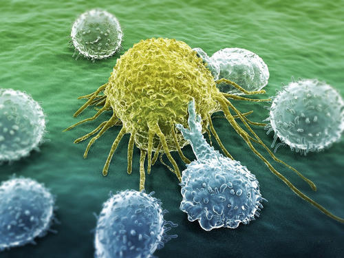 使癌细胞显得臃肿的常见特征可能是它们潜在的弱点