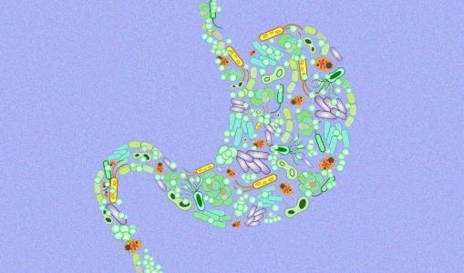 研究肠道微生物群落转化为代谢物质之间的联系