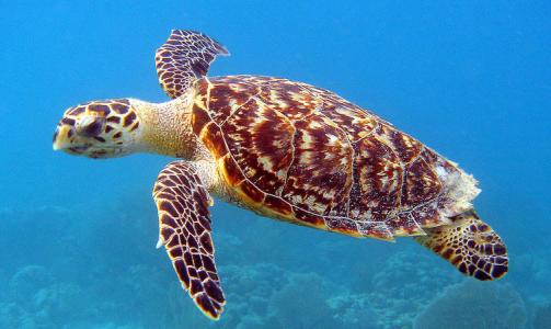 海龟是防止海洋污染的可靠措施吗