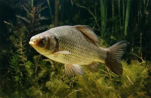 淡水鱼可以揭示肢体再生的进化秘密