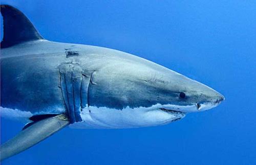 研究人员对大白鲨的基因组进行序列分析