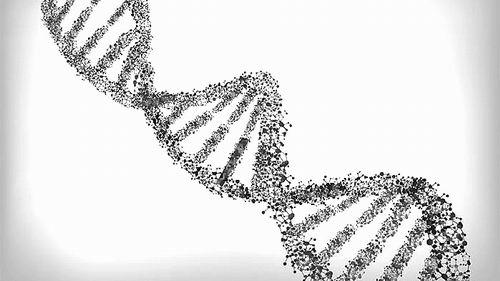 科学家们解开了DNA复制的方式和时间的谜团