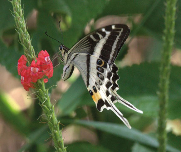 Lepidopterists在斐济发现新的燕尾种
