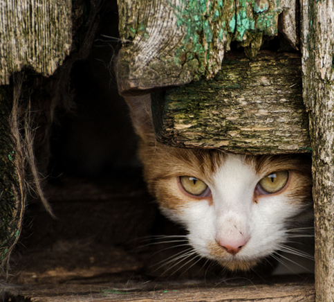 野猫在控制纽约市老鼠方面似乎很可怜