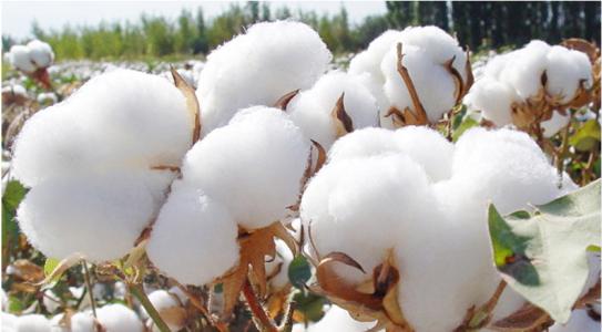 遗传搜索揭示了全球棉花害虫的抗性关键