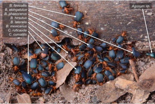 弹道甲虫通过与其他物种的庇护来寻求数量安全