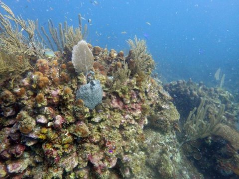 珊瑚幼虫利用声音在礁石上寻找家园