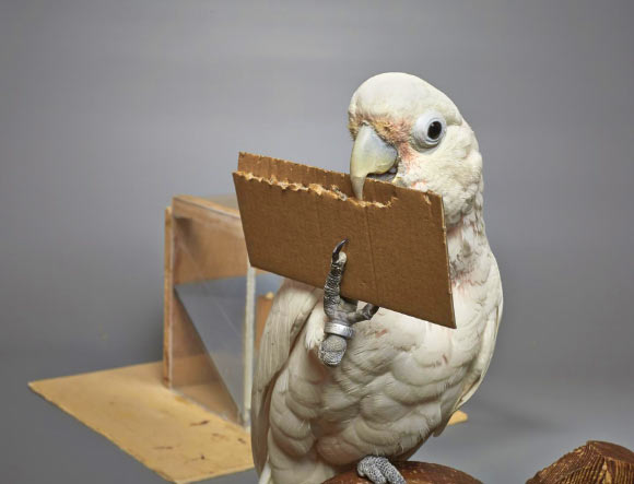 凤头鹦鹉可以制造 操纵不同长度的工具