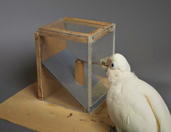 Goffin的鹦鹉使用纸板工具来获取食物。 图片来源：Goffin Lab，维也纳兽医大学。