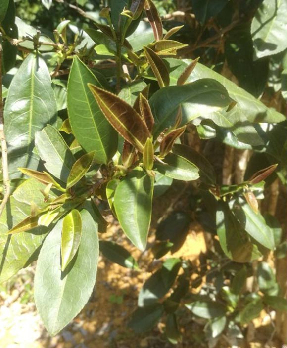 在中国发现的不含咖啡因的茶叶植物