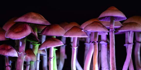 “微剂量”“蘑菇能扩大你的创造力吗?科学家们正在努力寻找答案