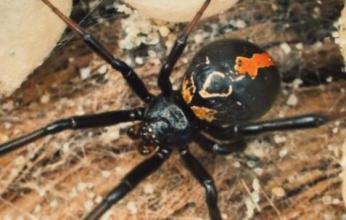 在人类身上测试了抵抗棕色隐士蜘蛛叮咬影响的软膏