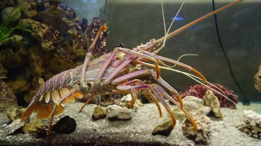研究人员发现龙虾的秘密生活