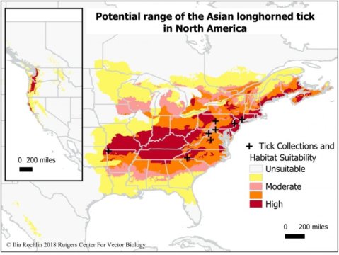 新侵入性蜱的潜在范围覆盖美国东部的大部分地区