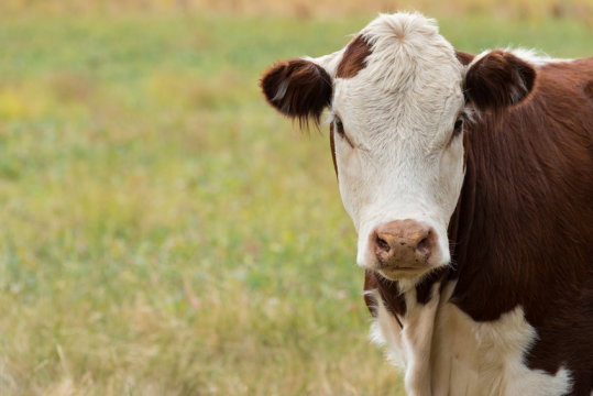 古老的野牛基因组揭示了复杂的牛血统