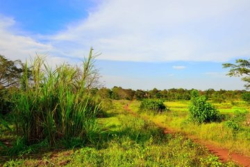 乌干达线虫寄生虫Mansonella perstans的预测风险图