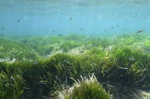 海草可以帮助对抗海洋酸化吗