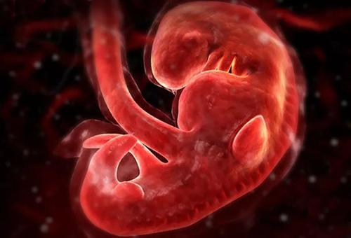 产前胆碱摄入会影响胎儿发育