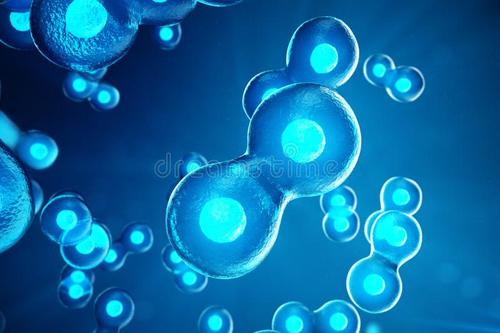 Cyborg organoids在早期发育阶段提供罕见的视角