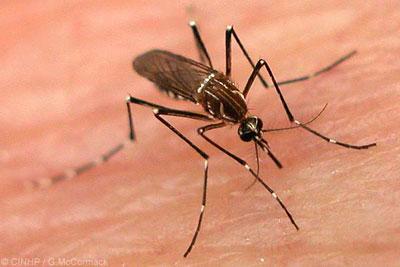 全基因组测序揭示了CNV在疟疾蚊子中对杀虫剂抗性的作用