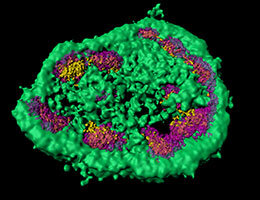 第一张驱动新类抗生素的酶图片