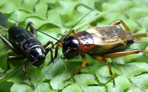 雄性蟋蟀失去唱歌的能力尽管唱歌有生殖优势