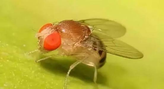 发现与果蝇寿命较长有关的一组基因