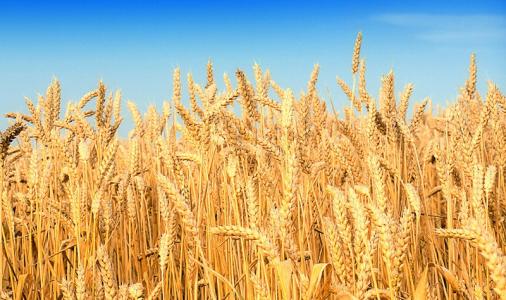 二氧化碳浓度上升可以提高小麦产量 但会略微降低营养质量