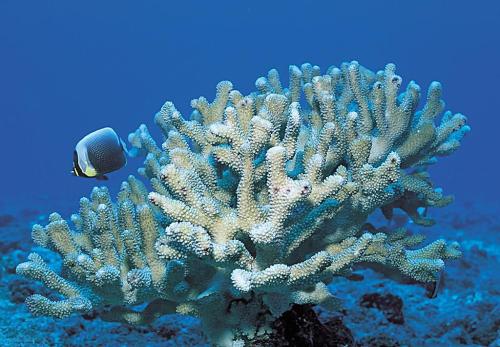 海水盐度降低会对珊瑚化学造成严重破坏