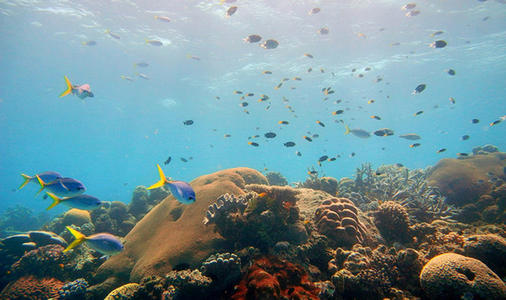 海洋酸化后海洋生物得到的坏消息