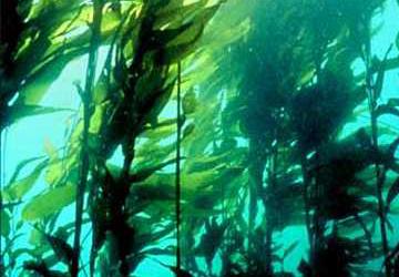 科学家发现了一种“转换”来增加藻类中的淀粉积累