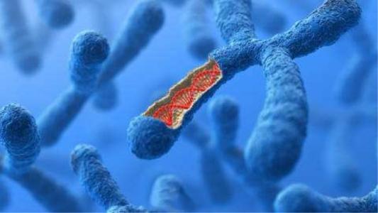 宾州生物化学家简化人类人工染色体的构建方法