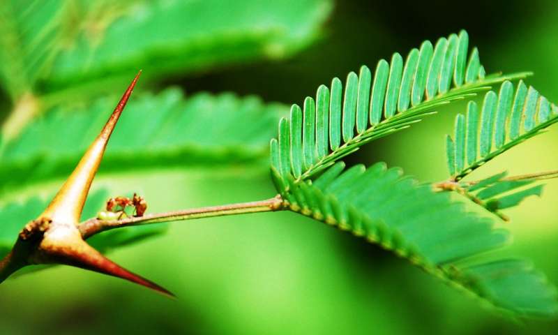 植物如何进化成蚂蚁成为他们的仆人