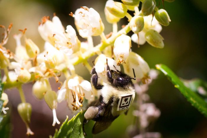 新烟碱类杀虫剂导致蜜蜂在晚上放弃他们的幼崽