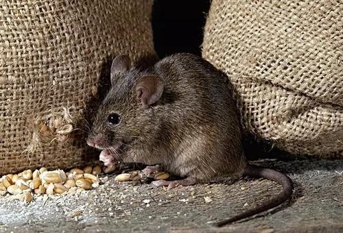 家鼠携带细菌导致你食物中毒