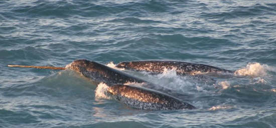 船现在打开西北航道的交通危害独角鲸 其他独特的动物