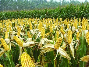 农民调整可以抵消气候变化对玉米生产的影响