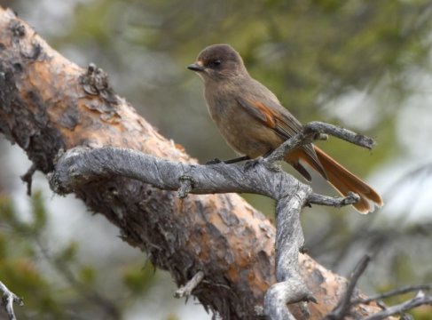 保护区有助于鸟类适应气候变化