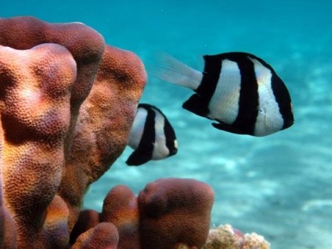 珊瑚礁鱼的逃逸反应遵循简单的行为规则