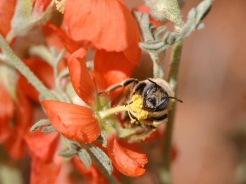 犹他州的国家纪念碑是丰富的蜜蜂多样性的家园