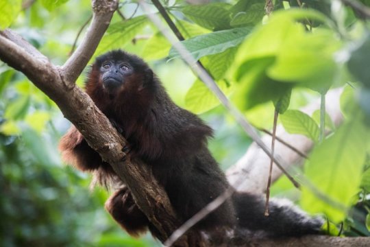 加勒比灵长类动物 古代DNA揭示了神秘猴子的历史