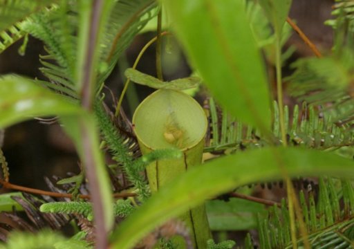 蜘蛛和食虫植物如何从协作中受益