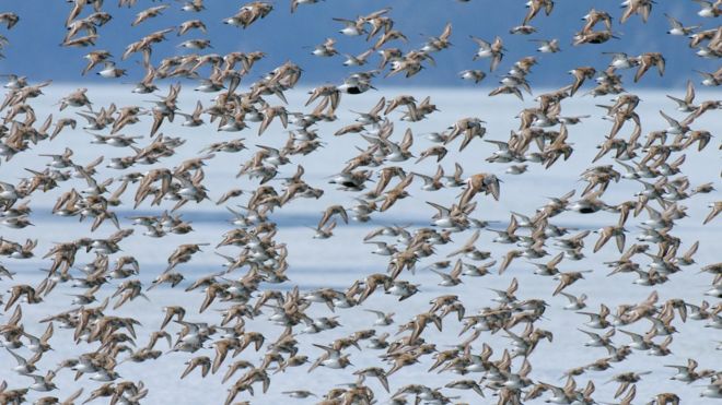 气候变化 北极“繁殖鸟类没有安全港”