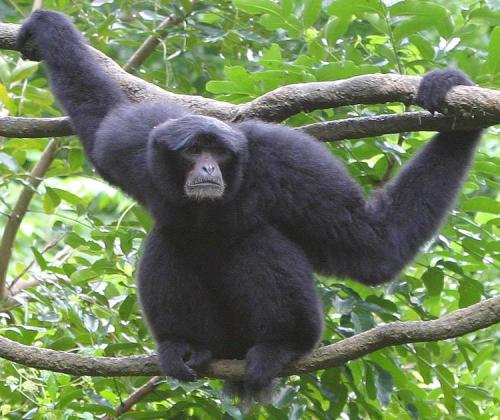 长臂猿的大型长期领土使它们受到栖息地丧失的威胁